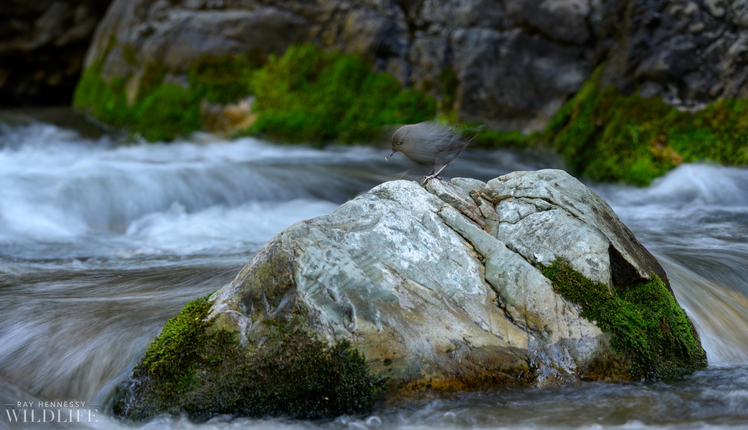 Photographing an American Dipper from in the River — Ray Hennessy
